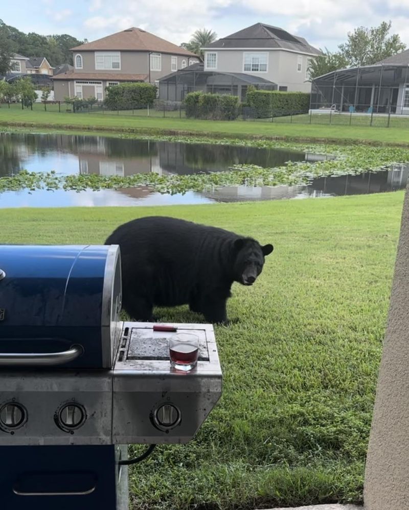 Greasy Grills Smell Like A Free Meal