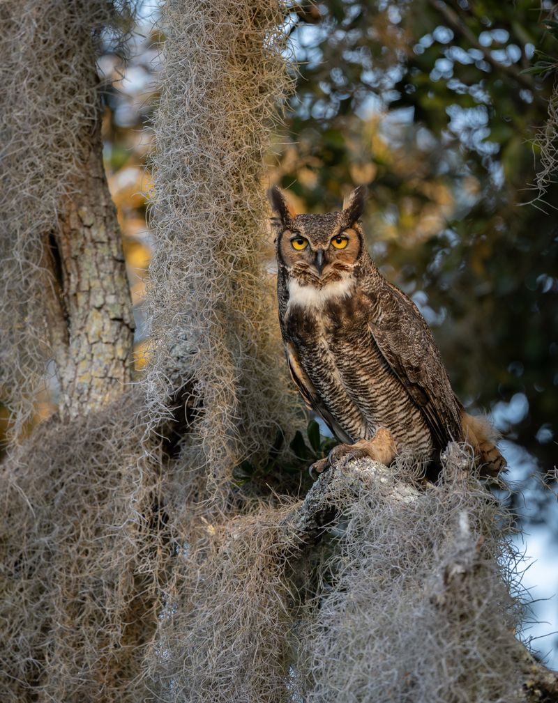 Great Horned Owls Can Begin Nesting As Early As December Great Horned Owls Can Begin Nesting As Early As December