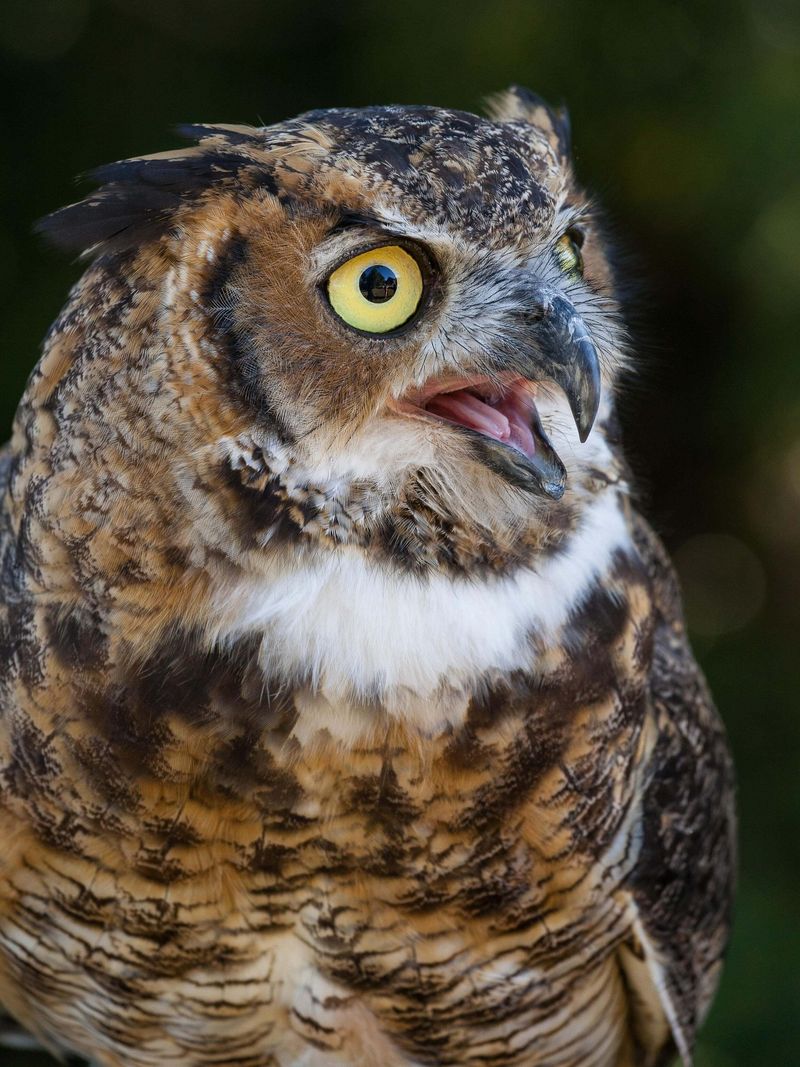 Great Horned Owls Hoot More As Winter Nears