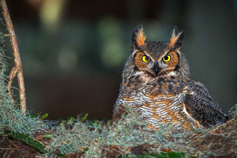 Great Horned Owls Nesting In Your Trees Great Horned Owls Nesting In Your Trees