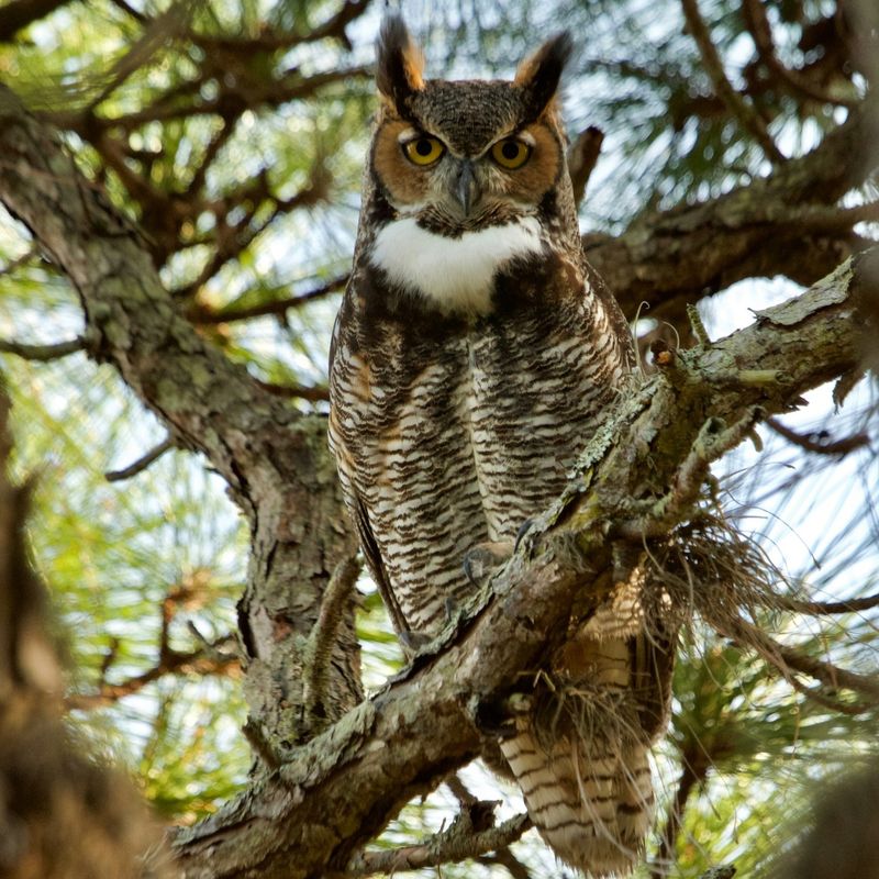 Great Horned Owls Start Courting In Late Fall Great Horned Owls Start Courting In Late Fall