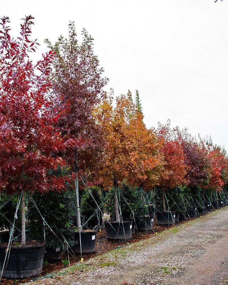 Great Selection And Fall Sales