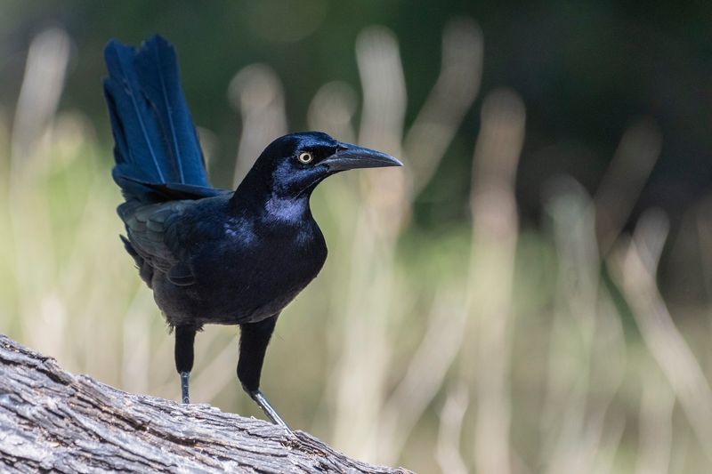 Great-Tailed Grackles Great-Tailed Grackles