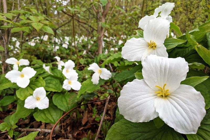 Great White Trillium Is A Michigan Classic Great White Trillium Is A Michigan Classic