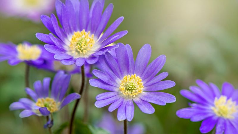 Grecian Windflowers