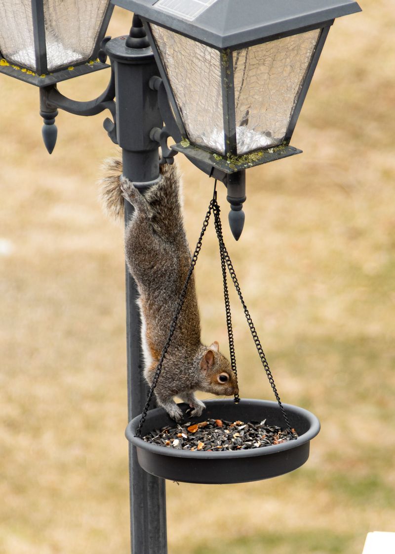 Greedy Squirrels Taking Over The Bird Feeder Greedy Squirrels Taking Over The Bird Feeder