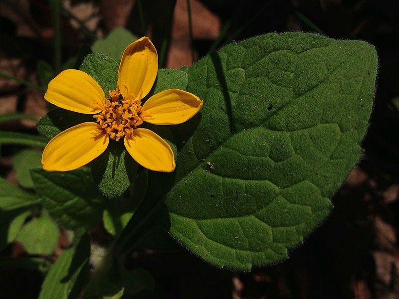 Green And Gold Along Woodland Edges