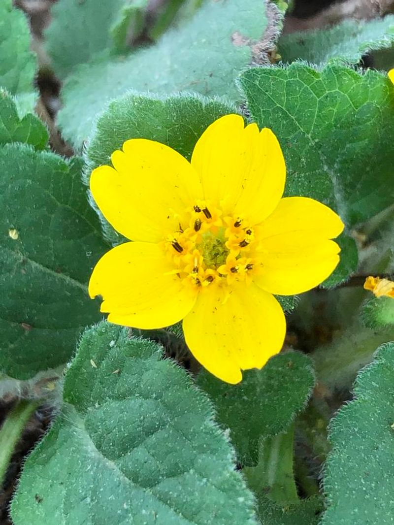 Green And Gold Brightens Shade With Yellow Stars