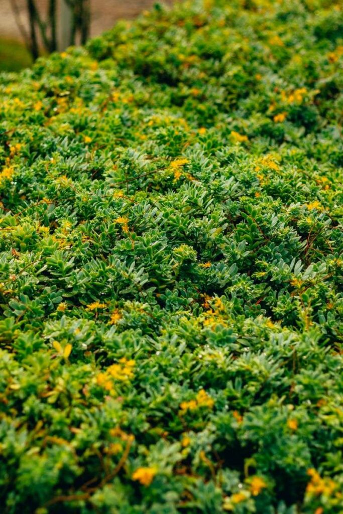 8 Virginia Native Groundcovers That Help Suppress Weeds