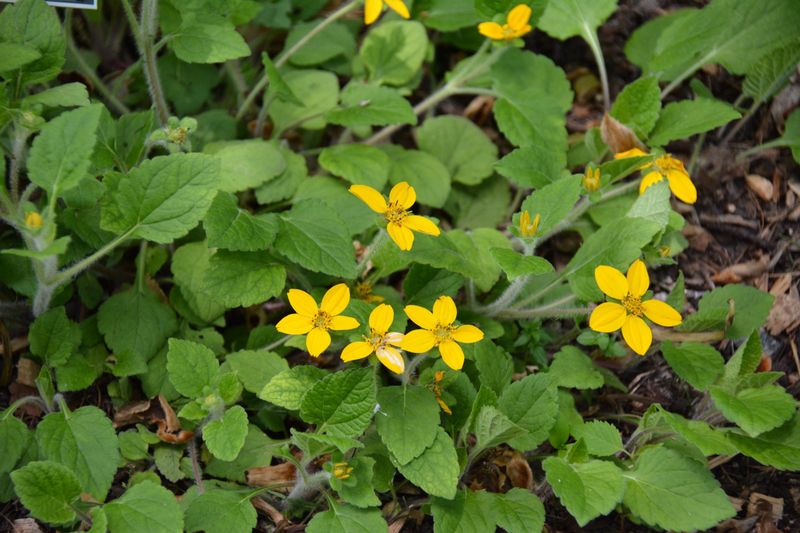 Green And Gold Spreads Low Along Shadier Path Edges Green And Gold Spreads Low Along Shadier Path Edges