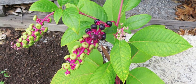 Green Berries Ripen To Deep Purple By Fall