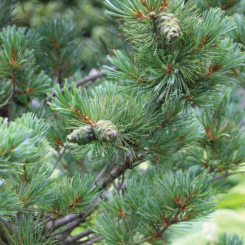 Green Branch Tips Mean The Tree Is Likely Fine