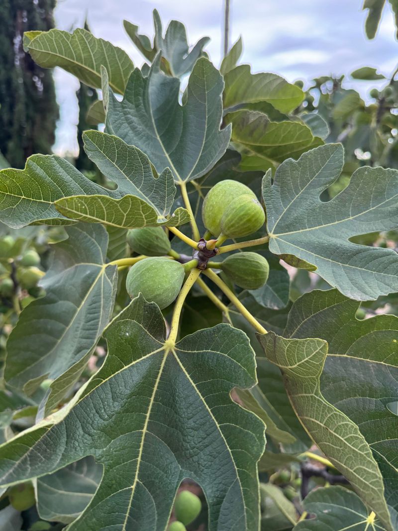 Green Figs Will Not Finish Ripening After They Are Picked