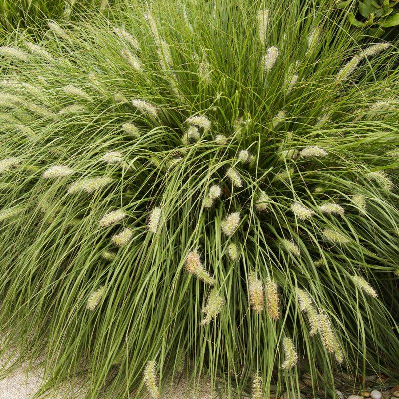 Green Fountain Grass Is The Grass To Remove