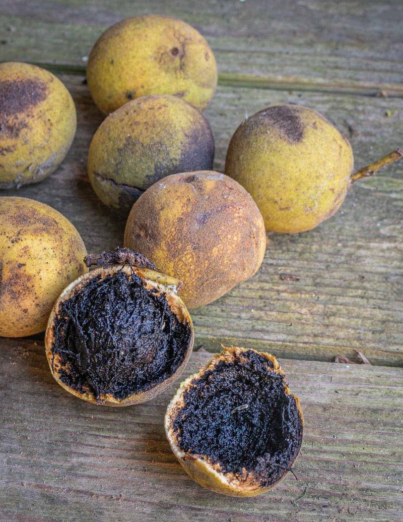 Green Husks Versus Soggy Black Mush