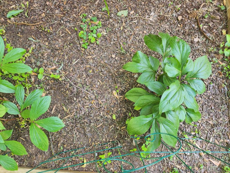 Green Leaves Still Feed The Roots