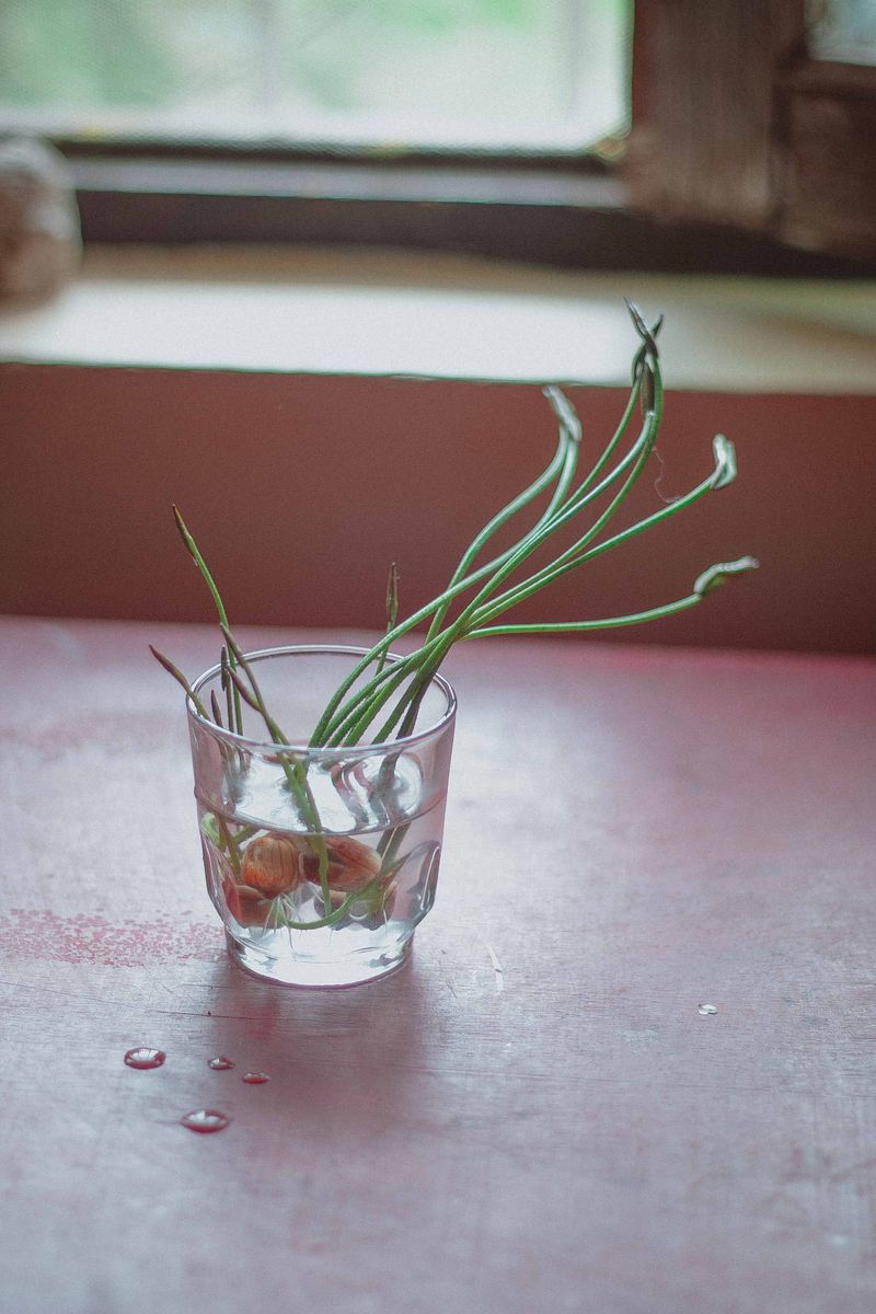 Green Onions Grow From Kitchen Scraps Green Onions Grow From Kitchen Scraps