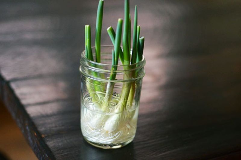 Green Onions Grow On A Windowsill