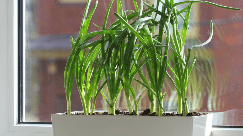 Green Onions Pop Up Fast In Window Boxes