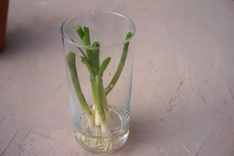 Green Onions Regrow From Kitchen Scraps Green Onions Regrow From Kitchen Scraps