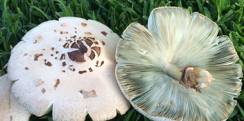 Green-Spored Lawn Mushrooms Cause Severe Stomach Upset Green-Spored Lawn Mushrooms Cause Severe Stomach Upset