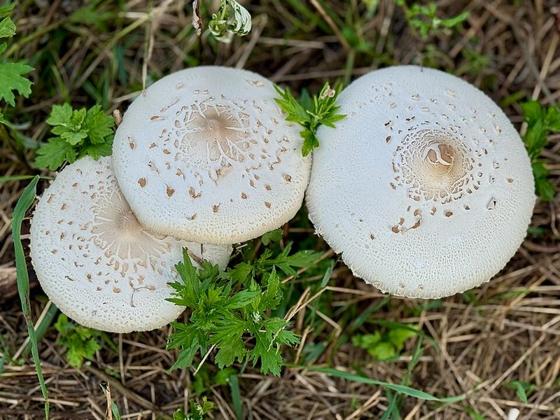 Green-Spored Parasol (Chlorophyllum Molybdites) Green-Spored Parasol (Chlorophyllum Molybdites)