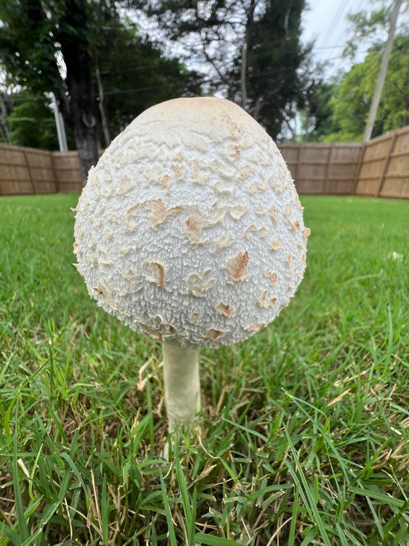 Green-Spored Parasol