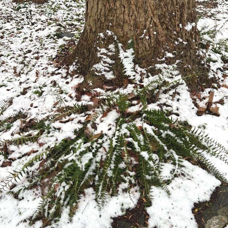 Green Through The Coldest Months Green Through The Coldest Months