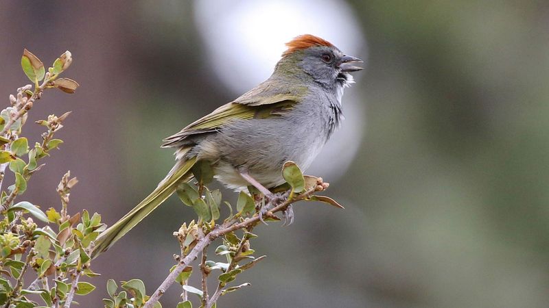 Green-tailed Towhee