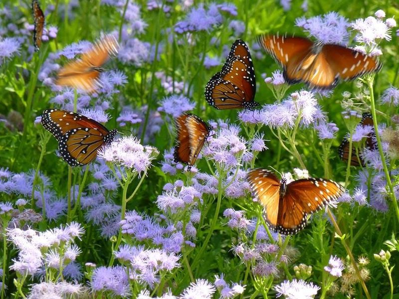Gregg's Mistflower