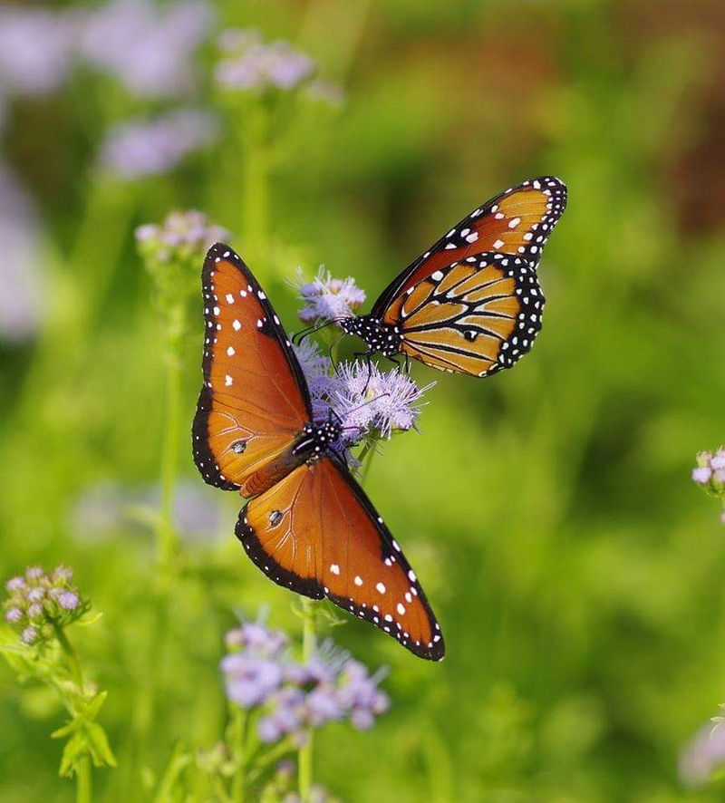 Gregg's Mistflower