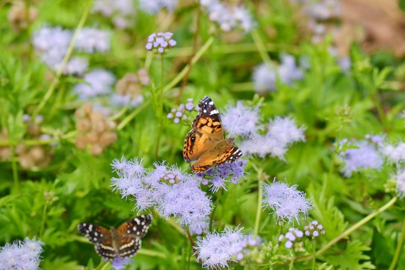 Gregg's Mistflower, A Butterfly Magnet Gregg's Mistflower, A Butterfly Magnet