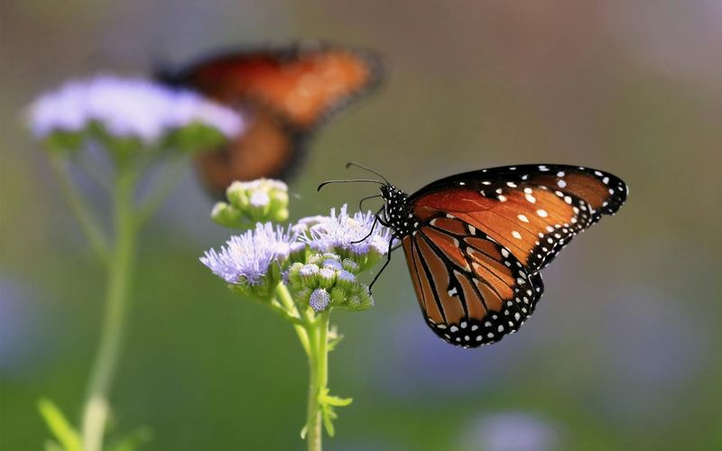 Gregg's Mistflower Fuels Late Pollinators
