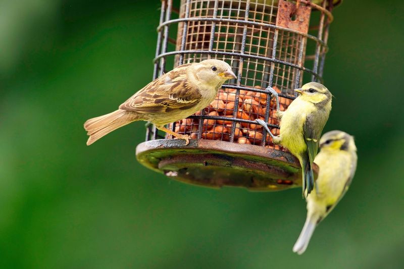 Grimy Bird Feeders Turn Into Germ Hotspots Grimy Bird Feeders Turn Into Germ Hotspots