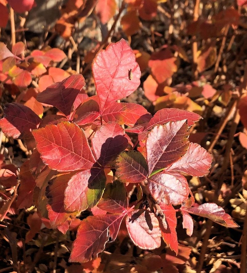 Gro-Low Fragrant Sumac Gro-Low Fragrant Sumac