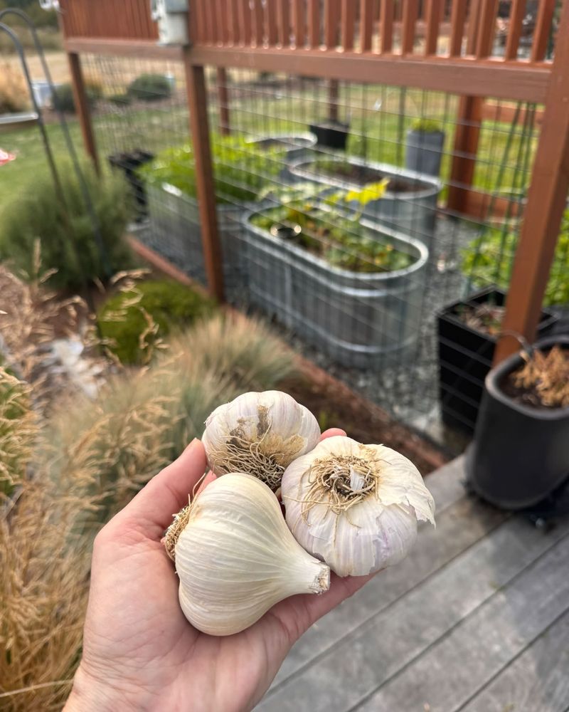 Grocery Store Garlic May Not Suit Cold Northern Winters
