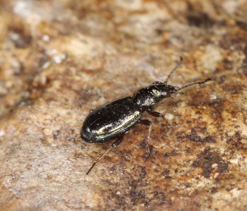 Ground Beetles Ground Beetles
