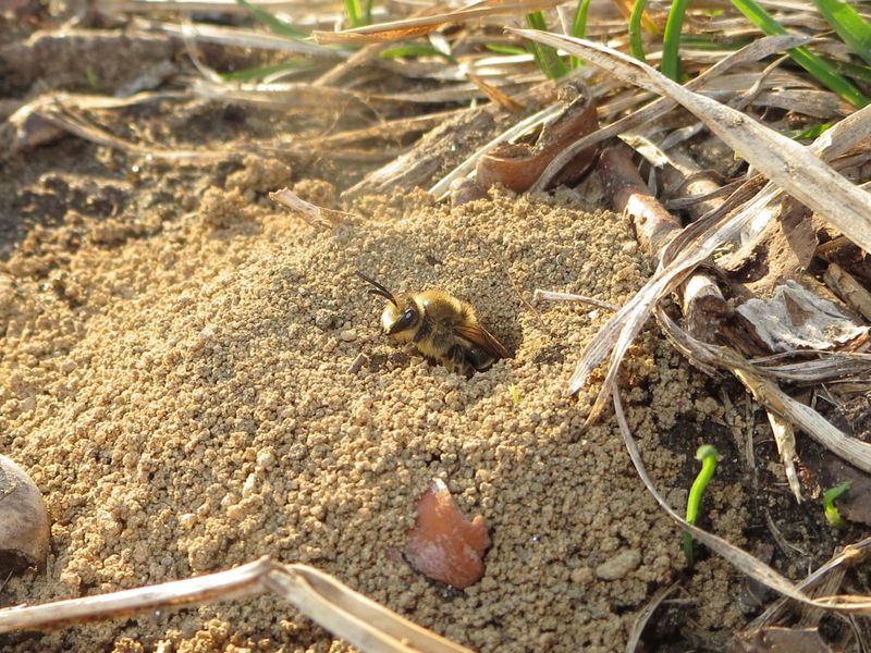 Ground-Nesting Bees Dig Tiny Round Holes