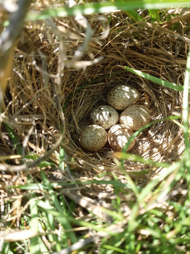 Ground Nesting Birds Are Especially Vulnerable Ground Nesting Birds Are Especially Vulnerable