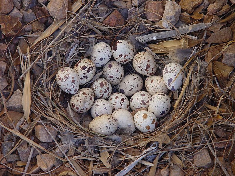 Ground nests make undisturbed cover valuable