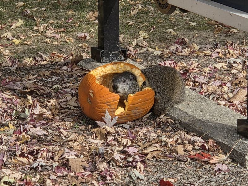 Groundhogs Snack Before Settling In For Winter Groundhogs Snack Before Settling In For Winter