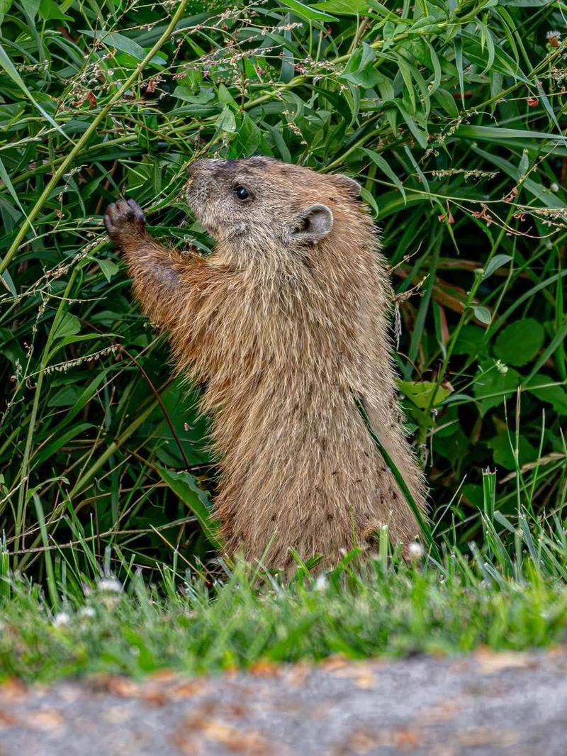 Groundhogs Spend Fall Building Up Their Fat Reserves Groundhogs Spend Fall Building Up Their Fat Reserves