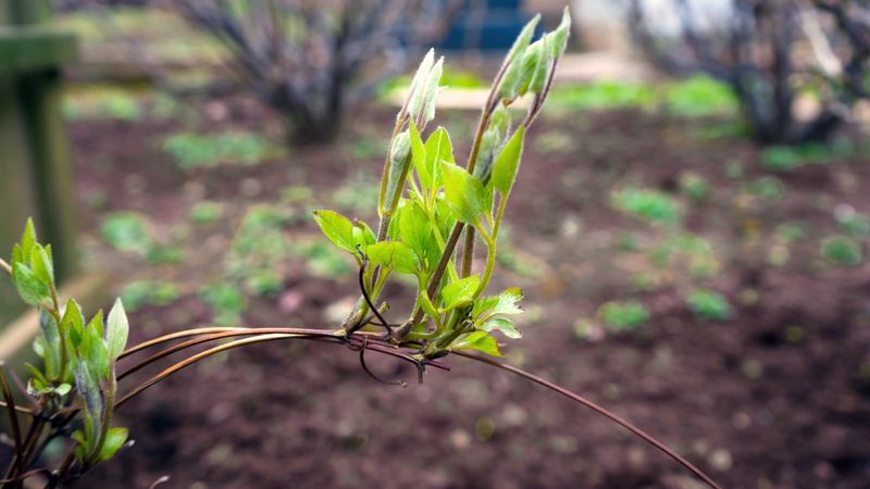 Group 3 waits until before new growth Group 3 waits until before new growth