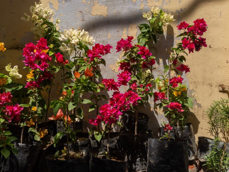 Group Pots That Stay Outside Against The House Group Pots That Stay Outside Against The House
