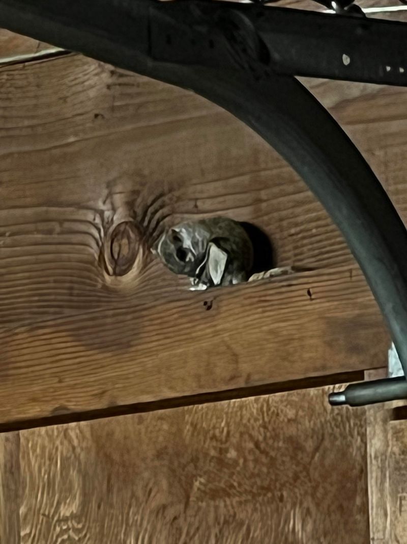 Groups Often Huddle Together In Attics As Weather Cools