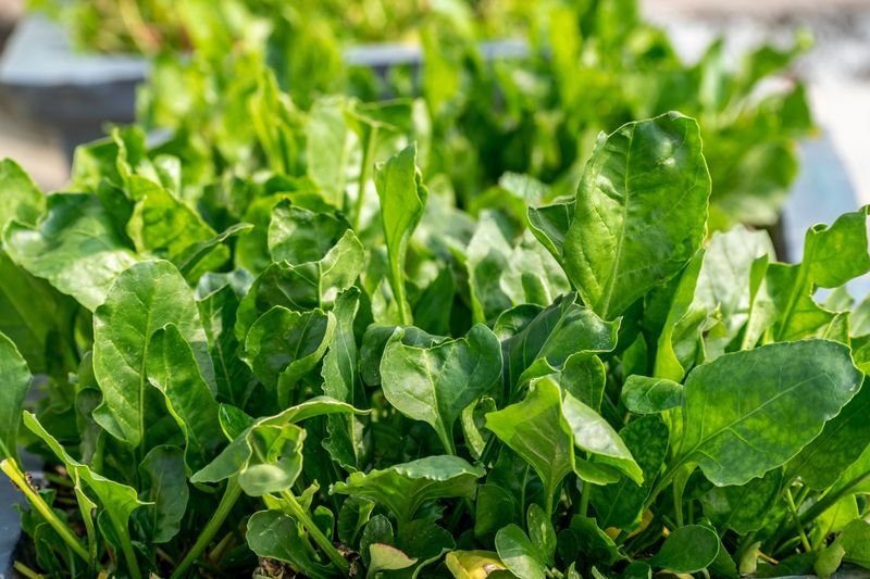 Grow A Fast Crop Of Fresh Spinach