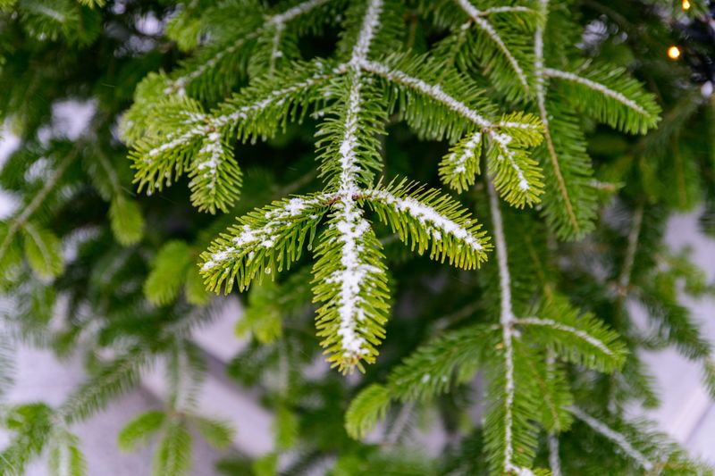 Grow Evergreens For Year-Round Green