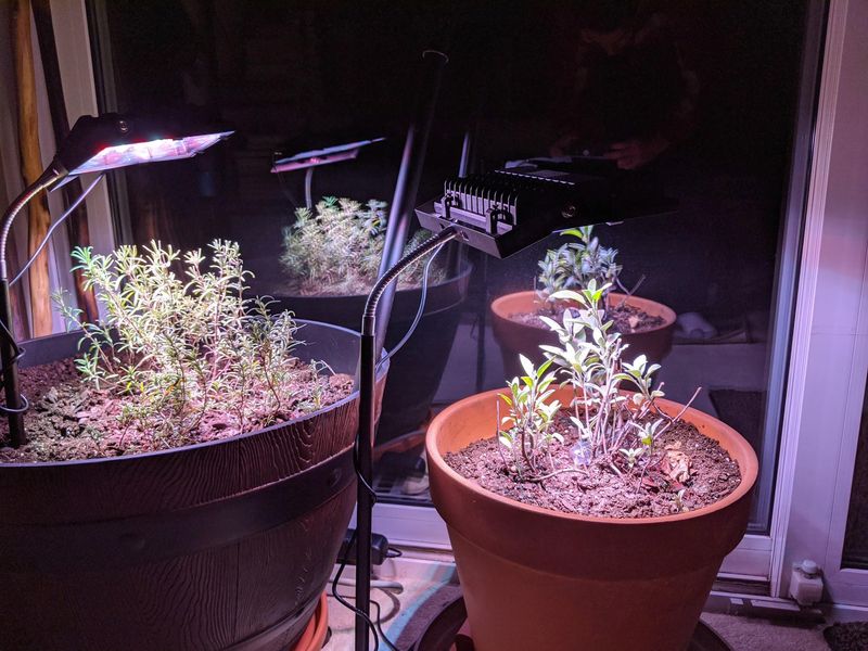 Grow Lights Can Fill In For Your Short Fall Days