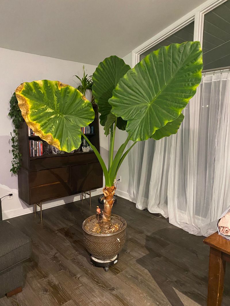 Grow Potted Plants Indoors As Houseplants
