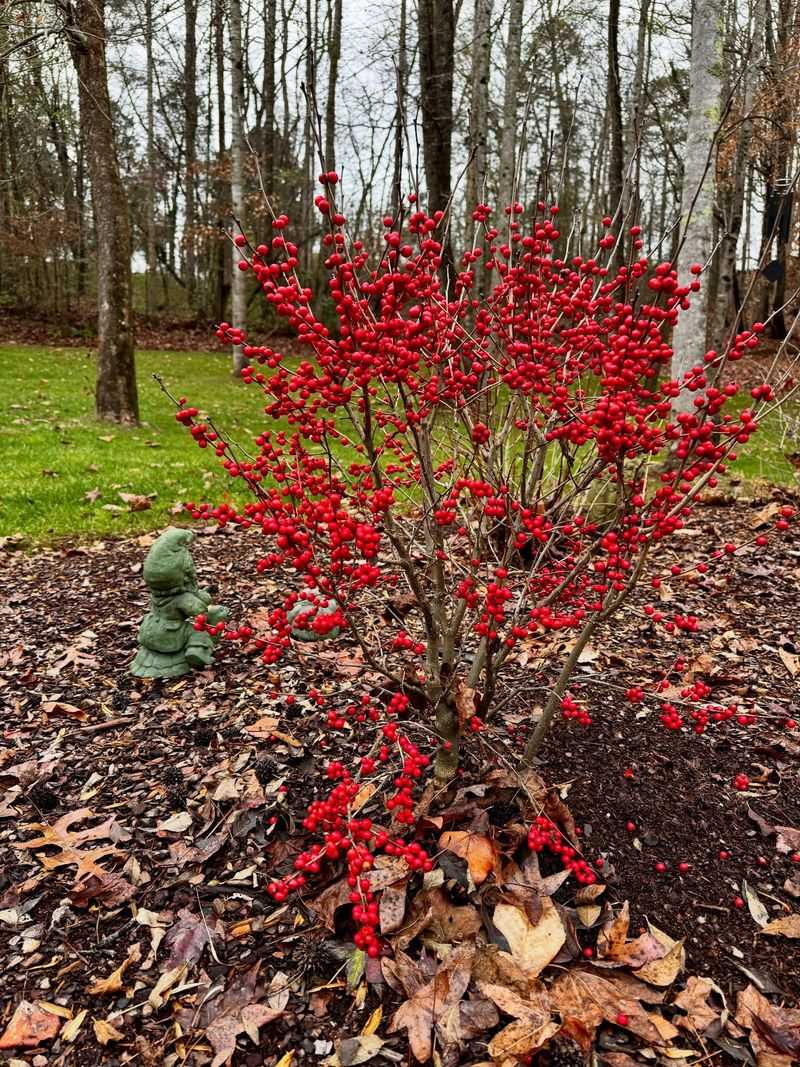 Grow Shrubs With Winter Berries Grow Shrubs With Winter Berries